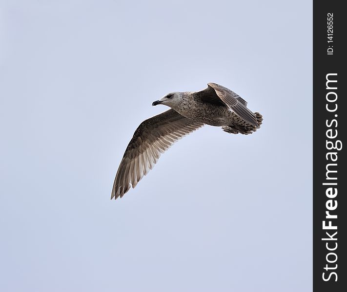 Juvenile herring gull soaring in blue sky