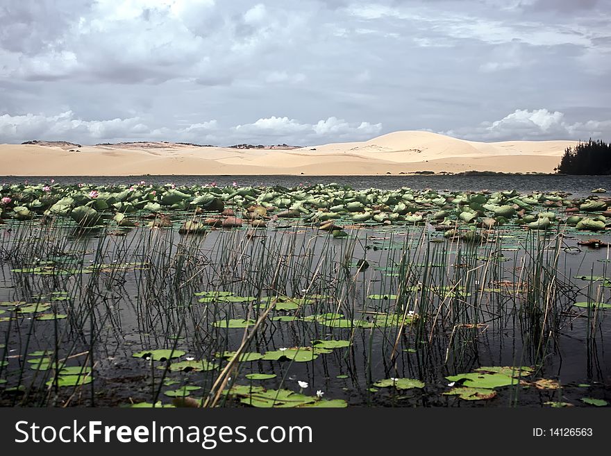 Lotus lake in the dunes of Mui ne, Vietnam. Lotus lake in the dunes of Mui ne, Vietnam