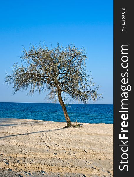 Lonely tree on a beach