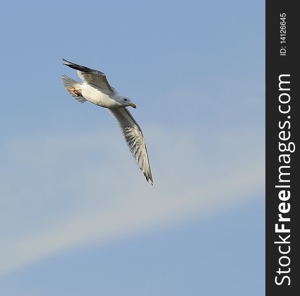 Adult herring gull soaring in blue sky