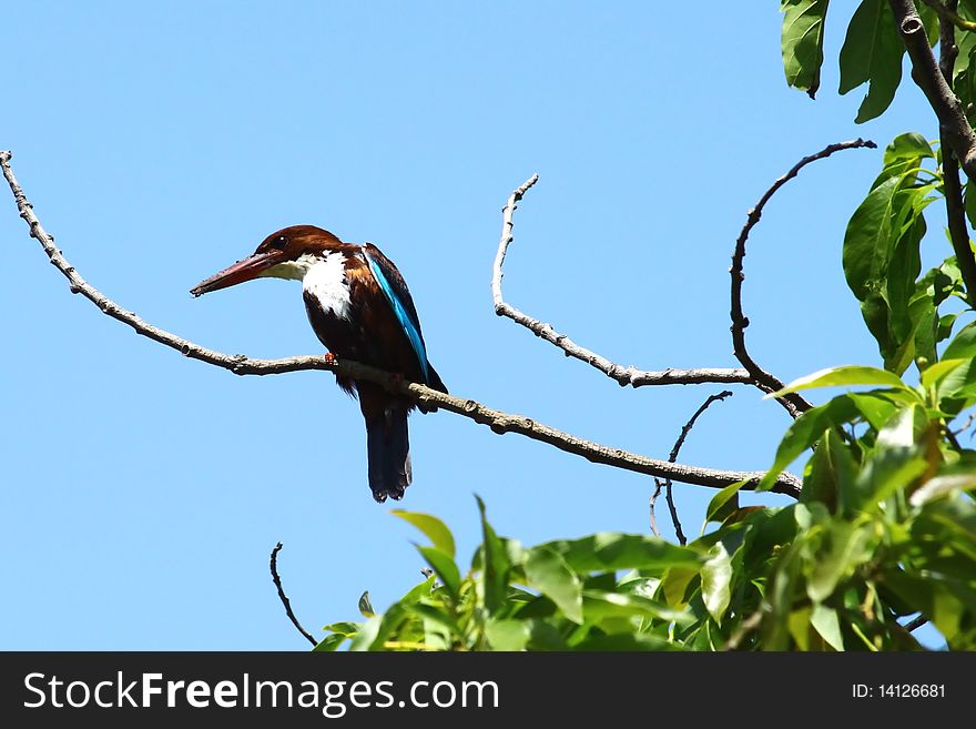 Kingfisher on a tree, mid day. Kingfisher on a tree, mid day.