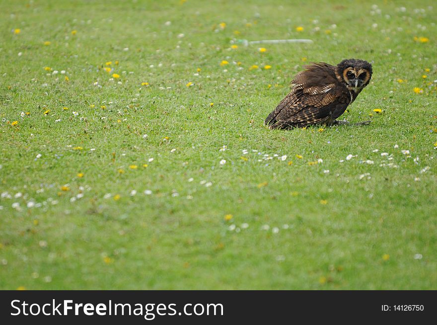 Solitary owl looking across a field