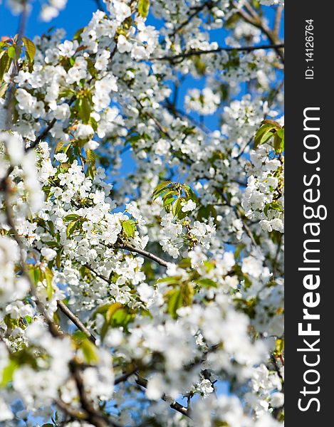 Blossoming cherry-trees with white flowers on blue sky in springtime. Blossoming cherry-trees with white flowers on blue sky in springtime