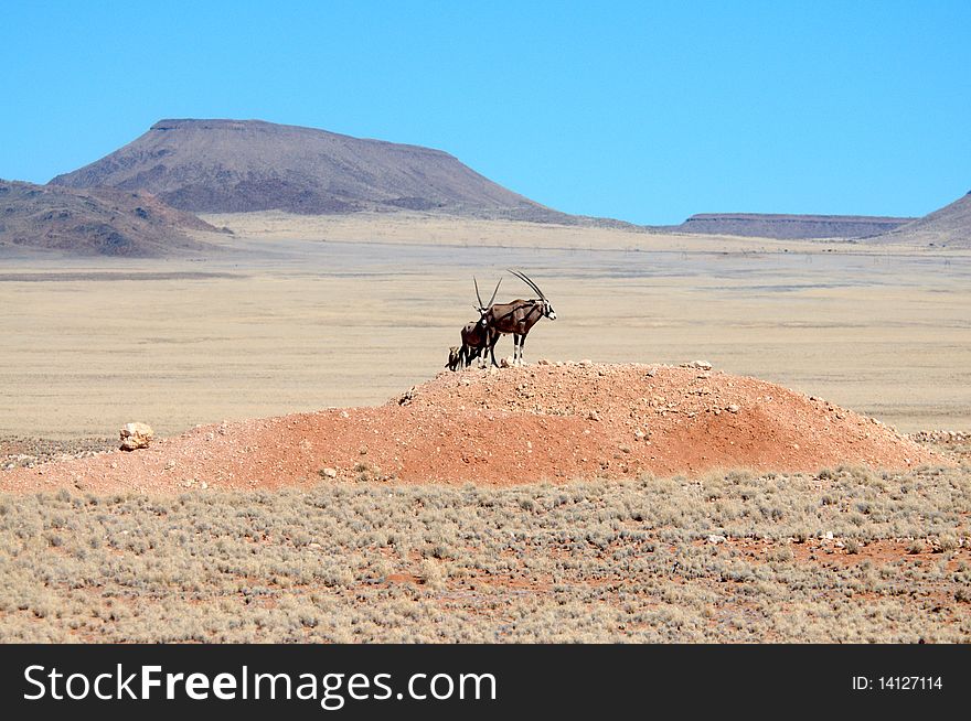 Oryx standing on rocky hill in Namib desert against blue sky, Namibia. Oryx standing on rocky hill in Namib desert against blue sky, Namibia.