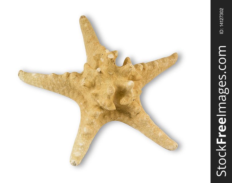 Dry starfish front isolated on white