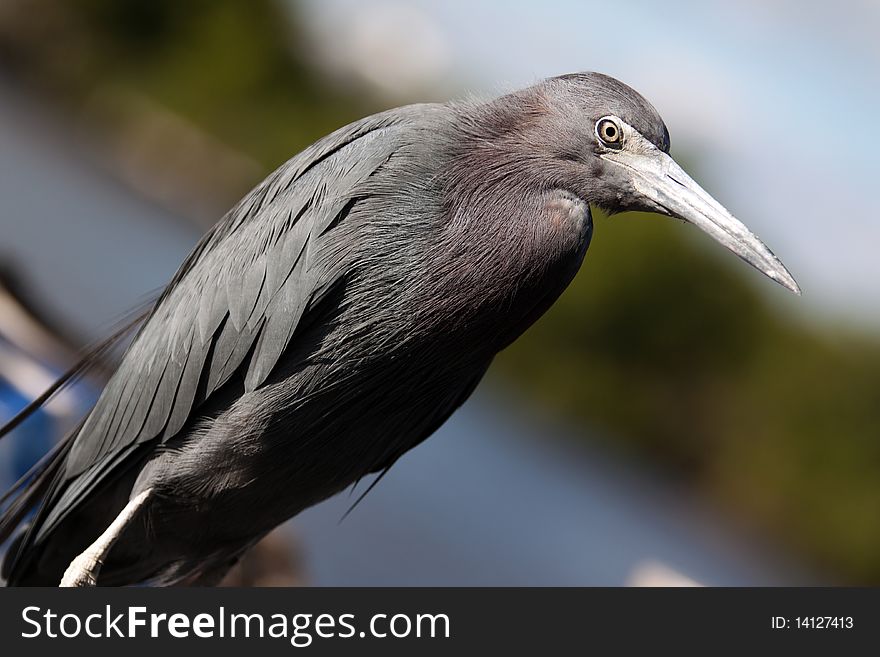 Little Blue Heron from the Florida Everglades.