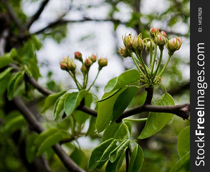 Very beautiful photos of blooming apple tree. Very beautiful photos of blooming apple tree