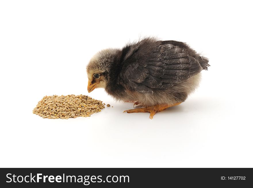 Baby Chicken Having A Meal