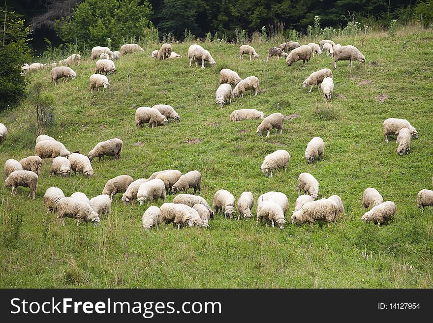 Pack Of Sheeps On The Grass