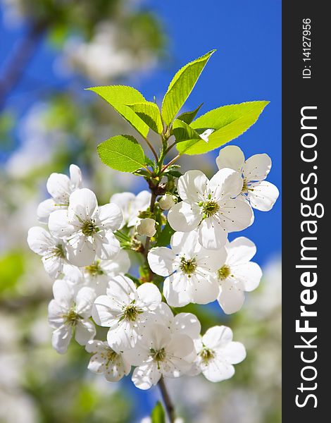 Branch of flowering cherry on a background blue sky