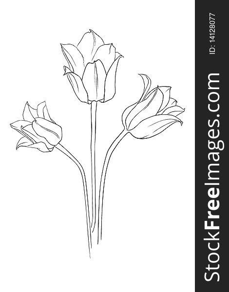 A set of three realistic tulips