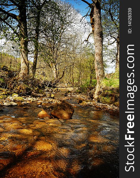 Reflections in a woodland stream. Reflections in a woodland stream