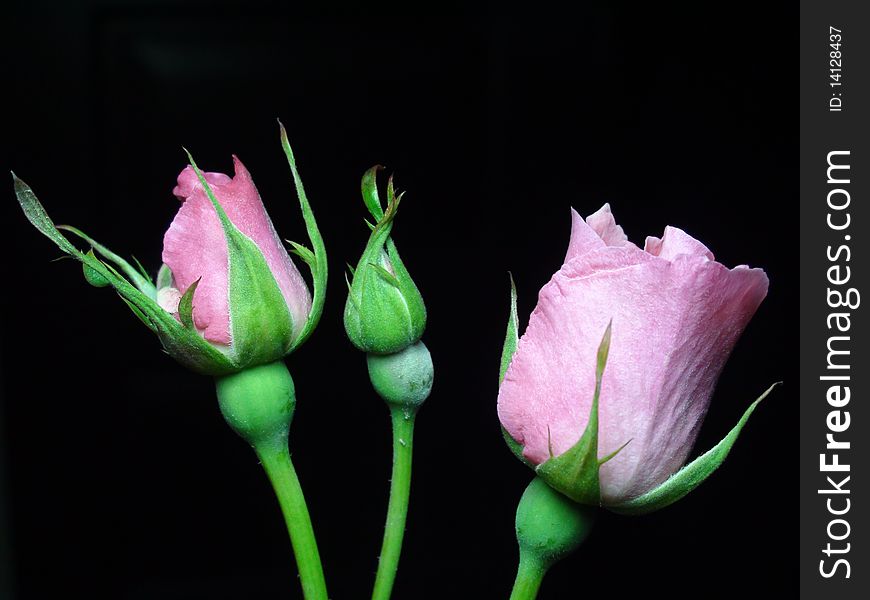 beautiful  pink roses with black background