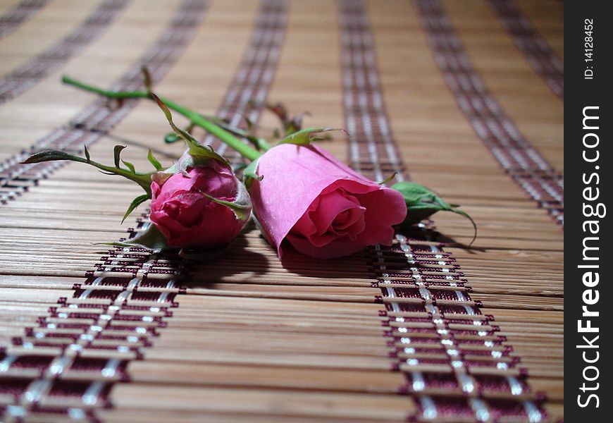the lonely pink roses thrown away on ground