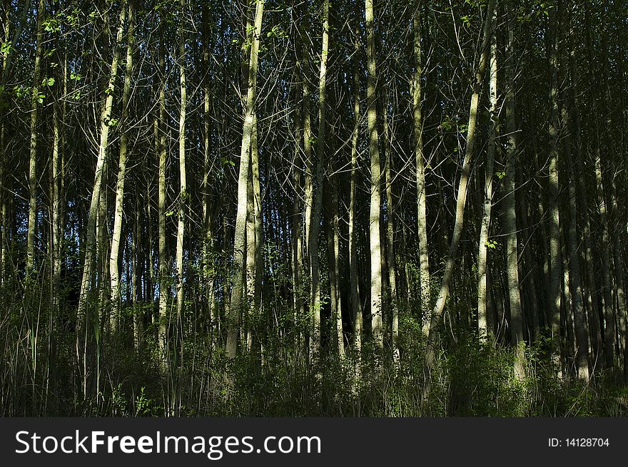 A green forest with a lot of green trees