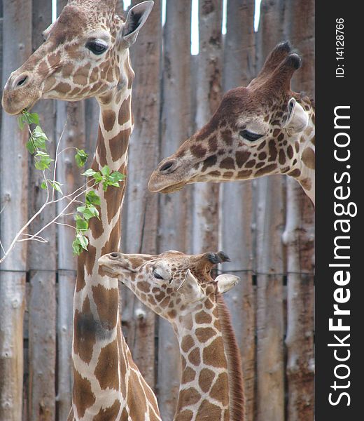The Giraffe Family