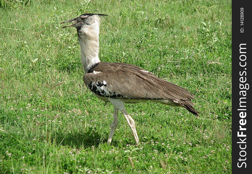 Bird (Ngorongoro, Tanzania)