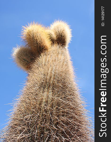 A portrait of a cactus