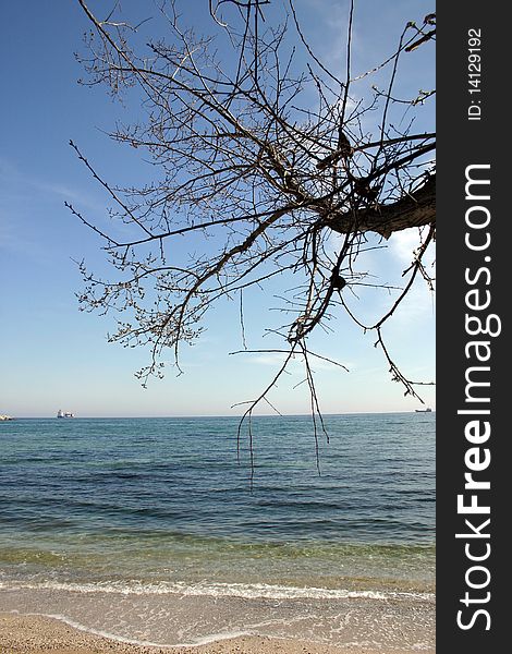 Sunny beach with a tree in close-up