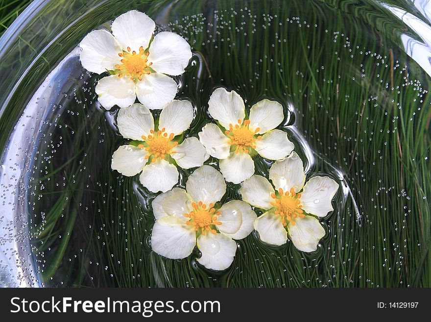Flowers floating on water in a bowl. Flowers floating on water in a bowl