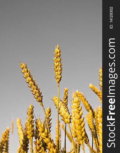 Wheat Plants On Neutral Background