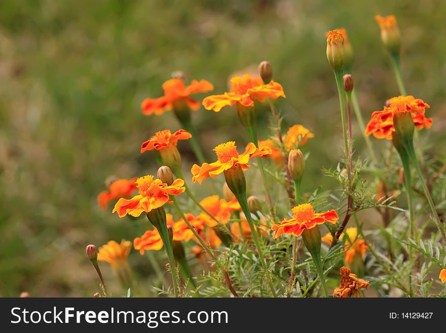 Marigold Flowers