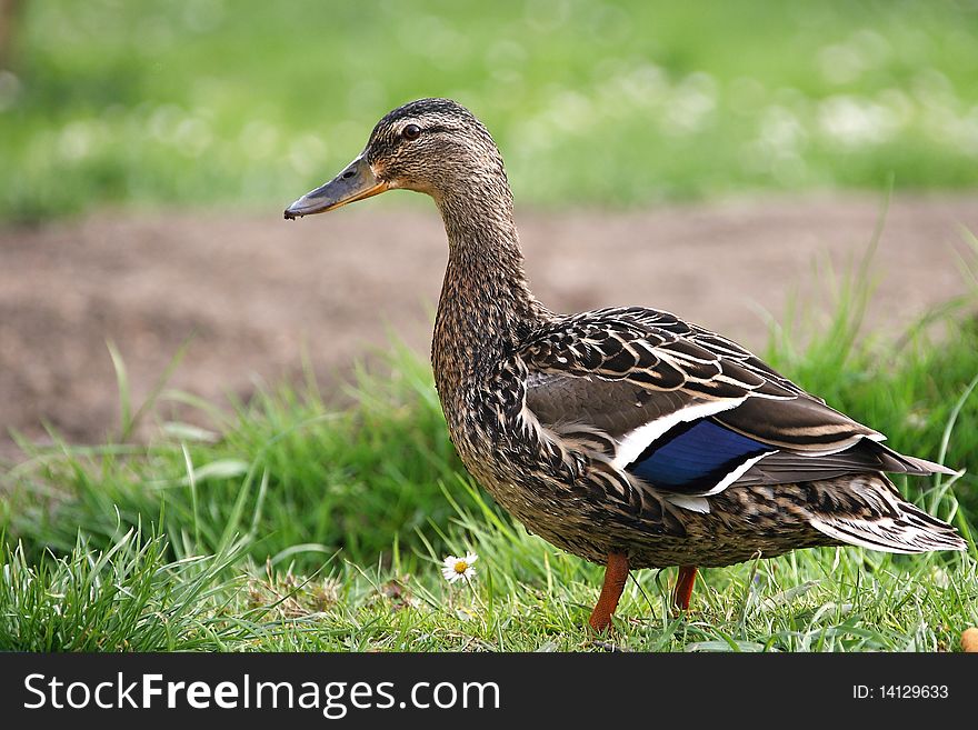 Wild duck on the grass.