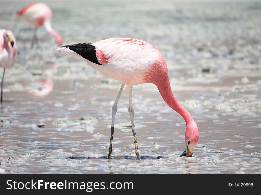 Pink flamingos in a laguna