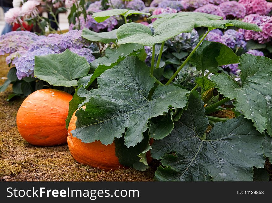 Big pumpkin growing on a pumpkin patch