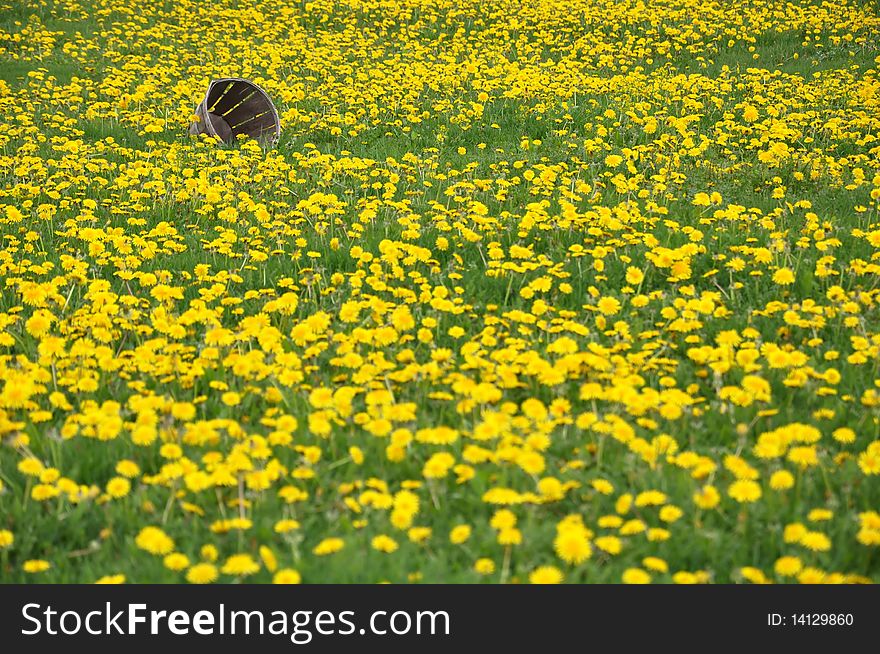 Picture of a dandelion field with an old bucket laying on its side. Picture of a dandelion field with an old bucket laying on its side