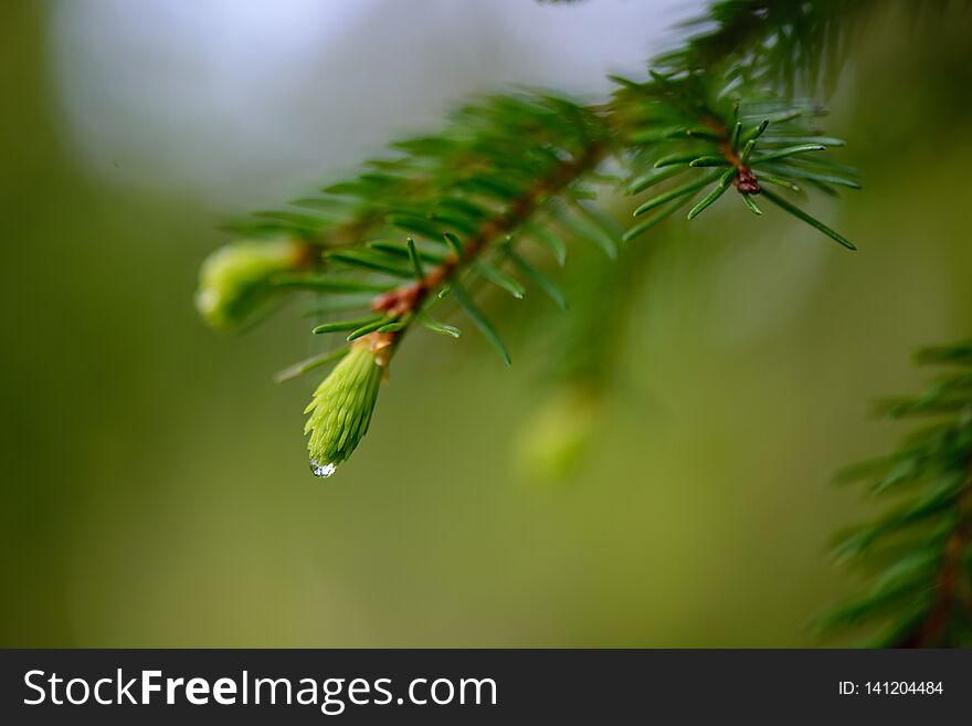 green spring foliage macro close up in nature