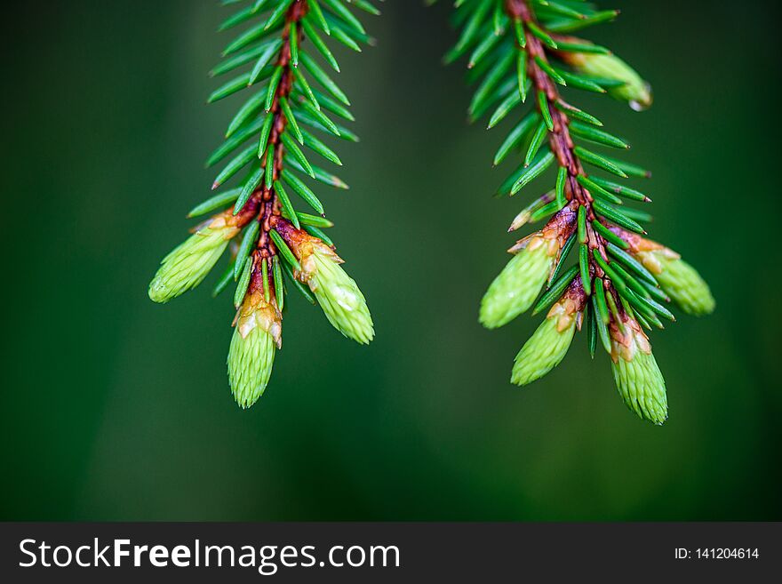 green spring foliage macro close up in nature. textured background image, blur background