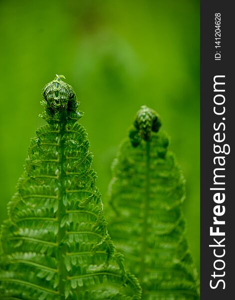 fresh green fern leaves foliage in summer