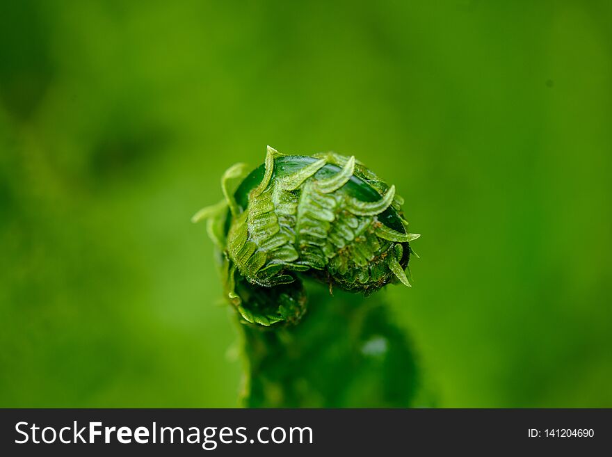 fresh green fern leaves foliage in summer. macro shoot, blur background