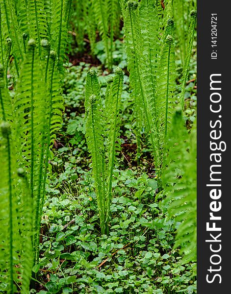 Fresh Green Fern Leaves Foliage In Summer