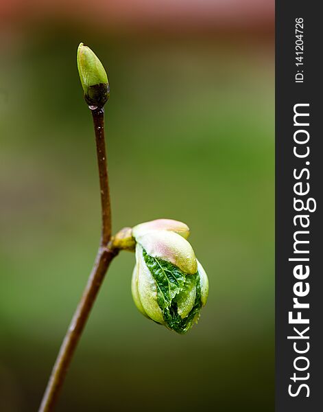 Green Spring Foliage Macro Close Up In Nature