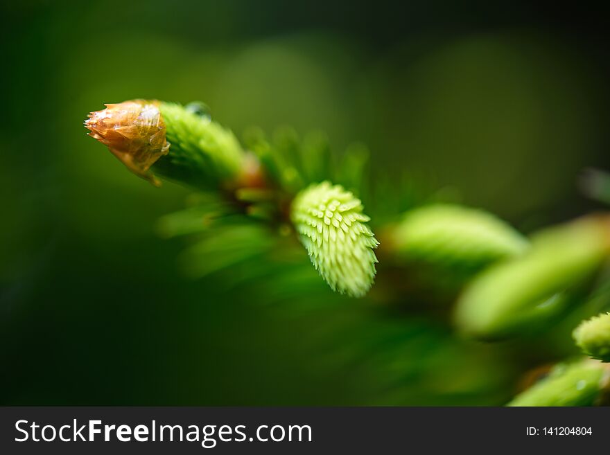 green spring foliage macro close up in nature. textured background image, blur background