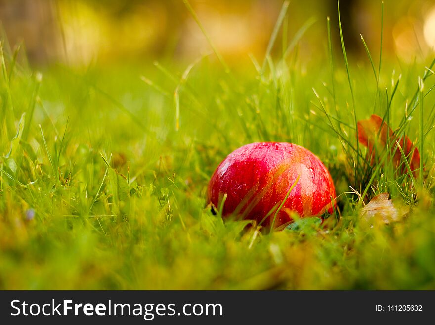 Red Beauty, The Sweetest Apple Of The Tree