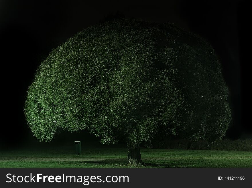 A tree in the park. A tree in the park