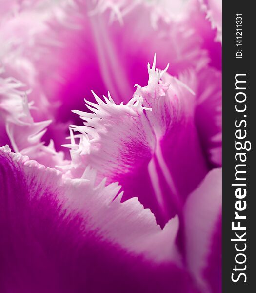 Pink tulip flower closeup detail view background