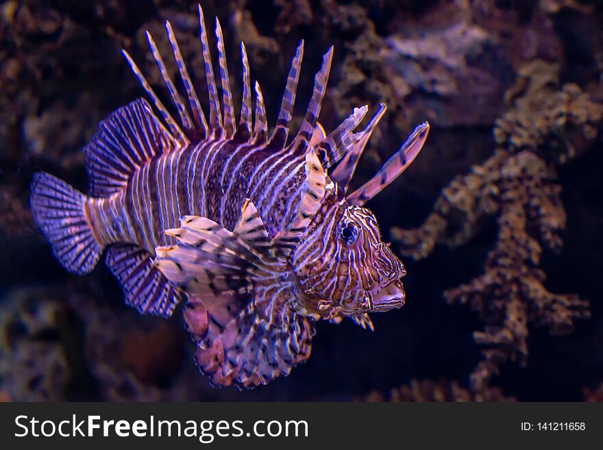 Lion fish. Exotic tropical fish. Sea life