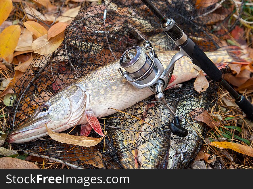 Freshwater pike fish. Freshwater pike fish lies on landing net with fishery catch in it and fishing rod with reel