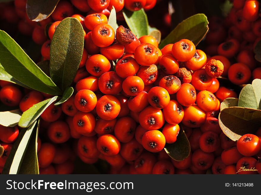 Pyracantha or Firethorn are very tough customers with long thorns adorning very upright branches. Pyracantha or Firethorn are very tough customers with long thorns adorning very upright branches.