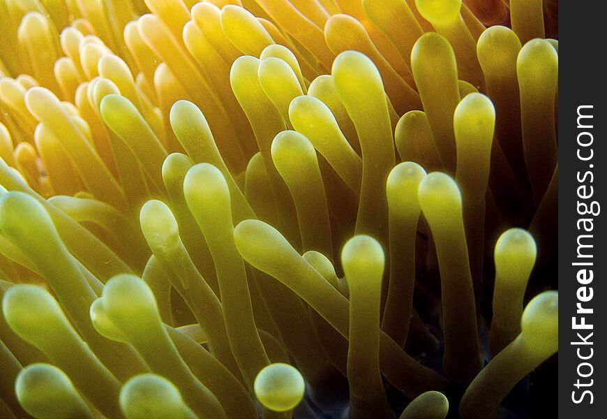 Anemone macro, scuba diving in vietnam, 6 meters depth