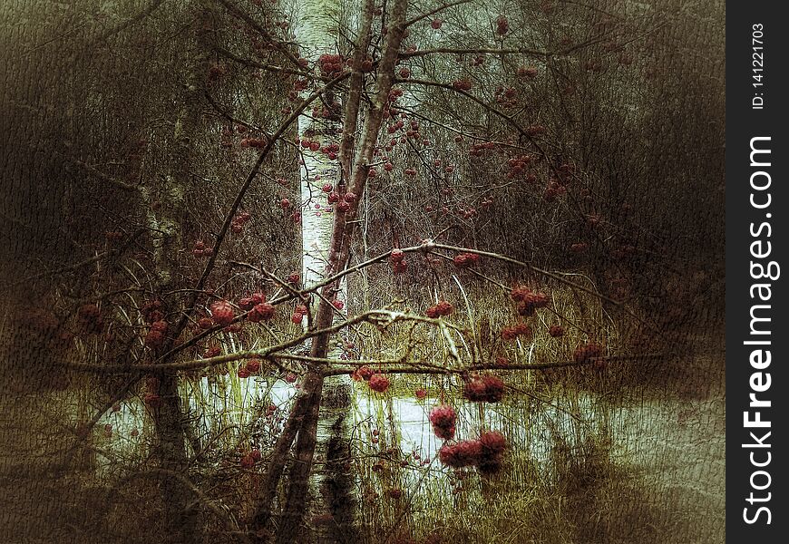 The winter chills can be stark, yet bring such simple beauty as the dormant trees bring forth plenty of fruit to sustain the wildlife through the long and chilling Minnesota winter. The winter chills can be stark, yet bring such simple beauty as the dormant trees bring forth plenty of fruit to sustain the wildlife through the long and chilling Minnesota winter