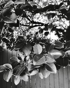Backyard Leaves & X28;b&w& X29; Royalty Free Stock Images Backyard Leaves & X28;b&w& X29; Royalty Free Stock Images