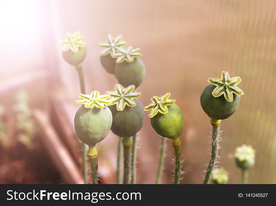 Group of heads of the ripened garden poppy. Group of heads of the ripened garden poppy