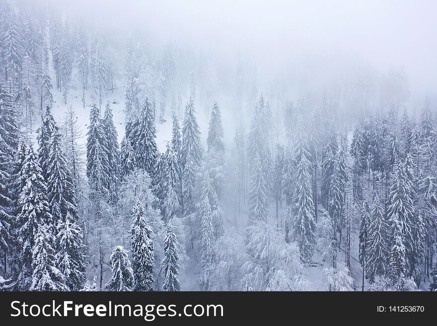Aerial view on the coniferous forest in the mountains in winter. Foggy, uncomfortable unfriendly winter weather