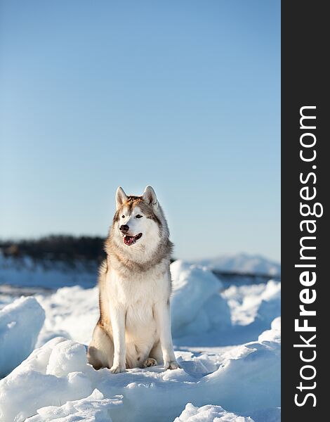 Free, beautiful and happy Siberian husky dog sitting on ice floe and snow on the frozen sea and mountains background