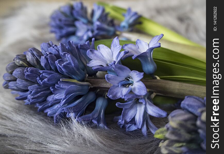 Picture blue hyacith on the grey carpet. Background for a Easter, Mother`s day or spring. Picture blue hyacith on the grey carpet. Background for a Easter, Mother`s day or spring.